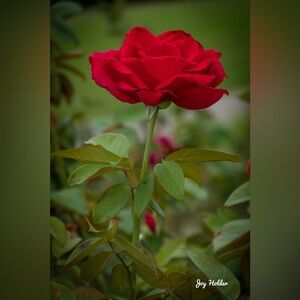 Red Rose Botanical Art Print 8x10